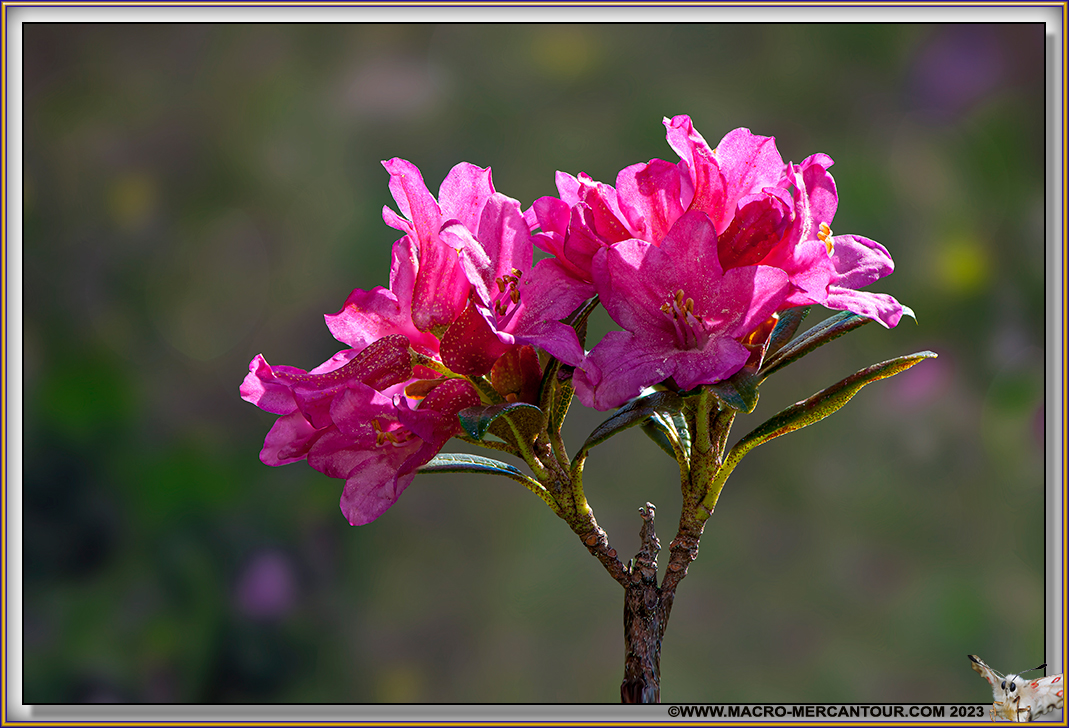 Rhodendrons